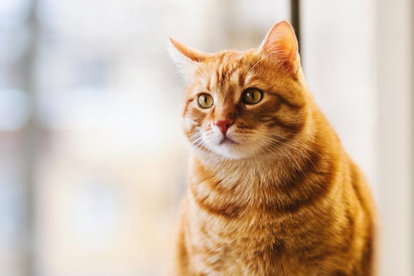 Orange tabby cat sitting